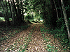 Papier peint : le chemin de Flagy